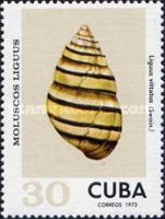 Liguus Tree Snail (Liguus vittatus)