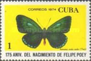 Atala Hairstreak (Eumaeus atala atala)