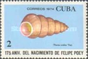 Snail (Pineria terebra)