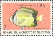 Reef Butterflyfish (Chaetodon sedentarius)