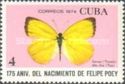 Dina Yellow (Eurema dina dina)