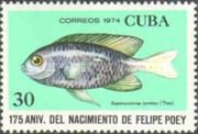 Bicolor Damselfish (Eupomacentrus partitus)