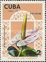 Anthurium andraeanum