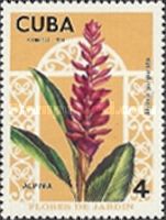 Alpinia purpurata