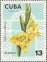 Gladiolus grandiflorus