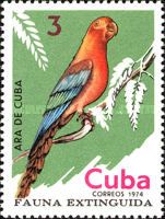 Cuban Macaw (Ara tricolor)