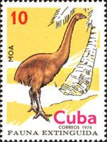 Giant Moa (Dinornis sp.)
