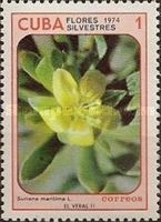 Suriana maritima