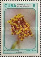Flaveria linearis