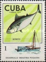 Angler, Skipjack (Katsuwonus pelamis)