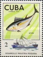 Tuna (Thunnus sp.)