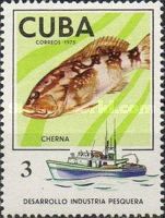 Grouper (Epinephelus sp.)