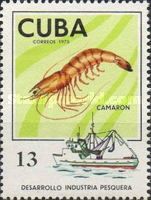Shrimp (Pandalus sp.)