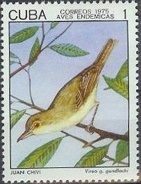 Cuba-Vireo (Vireo gundlachii)