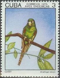 Cuban Parakeet (Aratinga euops)
