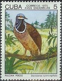 Blue-headed Quail-dove (Starnoenas cyanocephala)