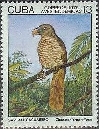 Cuban Kite (Chondrohierax wilsonii)