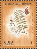 Spanish Cedar (Cedrela mexicana)
