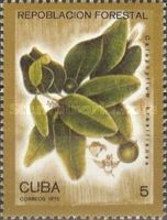 Guanandi (Calophyllum brasiliense)