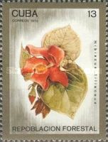 Sea Hibiscus or Coast Cottonwood (Hibiscus tiliaceus)