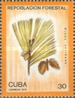 Caribbean Pine (Pinus caribaea)