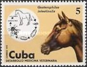 Horse Bot Fly (Gasterophilus intestinalis), Horse (Equus fer