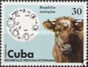 Cattle Tick (Boophilus microplus), Bull
