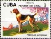 American Foxhound (Canis lupus familiaris)