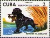 Labrador Retriever (Canis lupus familiaris)