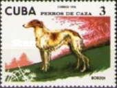 Borzoi (Canis lupus familiaris)