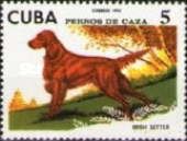 Irish Setter (Canis lupus familiaris)