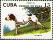 English Pointer (Canis lupus familiaris)