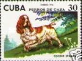 Cocker-Spaniel (Canis lupus familiaris)