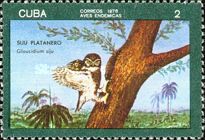 Cuban Pygmy-Owl (Glaucidium siju)