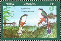 Cuban Trogon (Priotelus temnurus)