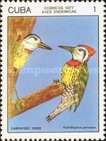 Cuban Green Woodpecker (Xiphidiopicus percussus)