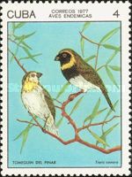 Cuban Grassquit (Tiaris canora)