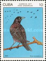 Cuban Blackbird (Dives atroviolaceus)