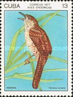 Zapata Wren (Ferminia cerverai)