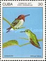 Bee Hummingbird (Mellisuga helenae)