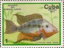 Firemouth Cichlid (Thorichthys meeki) 