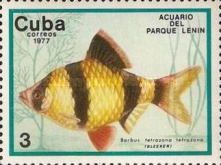 Tiger Barb (Barbus tetrazona)