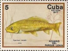 Common Carp (Cyprinus carpio)