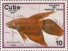 Siamese Fighting Fish (Betta splendens)