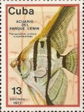 Freshwater Angelfish (Pterophyllum scalare)