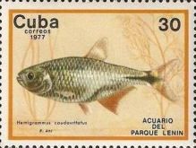 Buenos Aires Tetra (Hemigrammus caudovittatus)