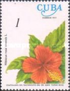 China Rose (Hibiscus rosa-sinensis)