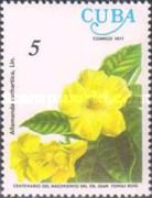 Golden Trumpet (Allamanda cathartica)
