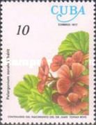 Horseshoe Geranium (Pelargonium zonale)