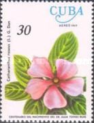 Catharanthus roseus